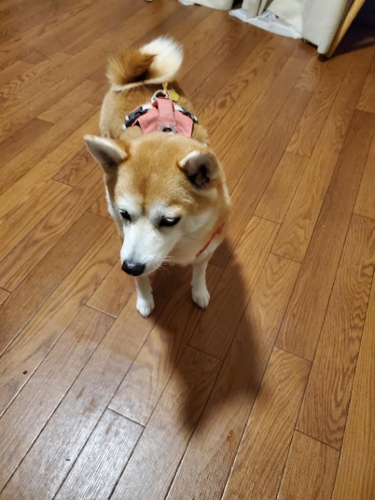 I've completed a Pet Care booking at PetBacker! Super cute doggie 😊