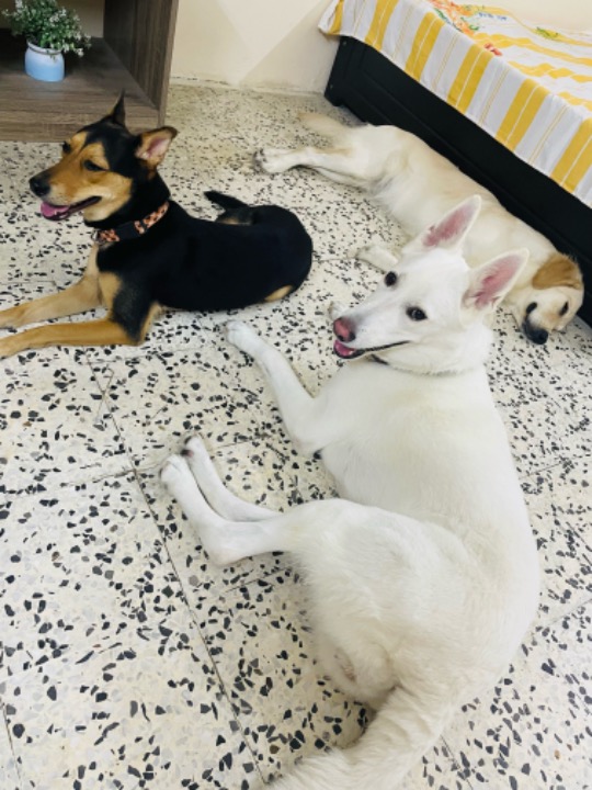 Top Pet Sitters in Dubai with Best Prices on PetBacker