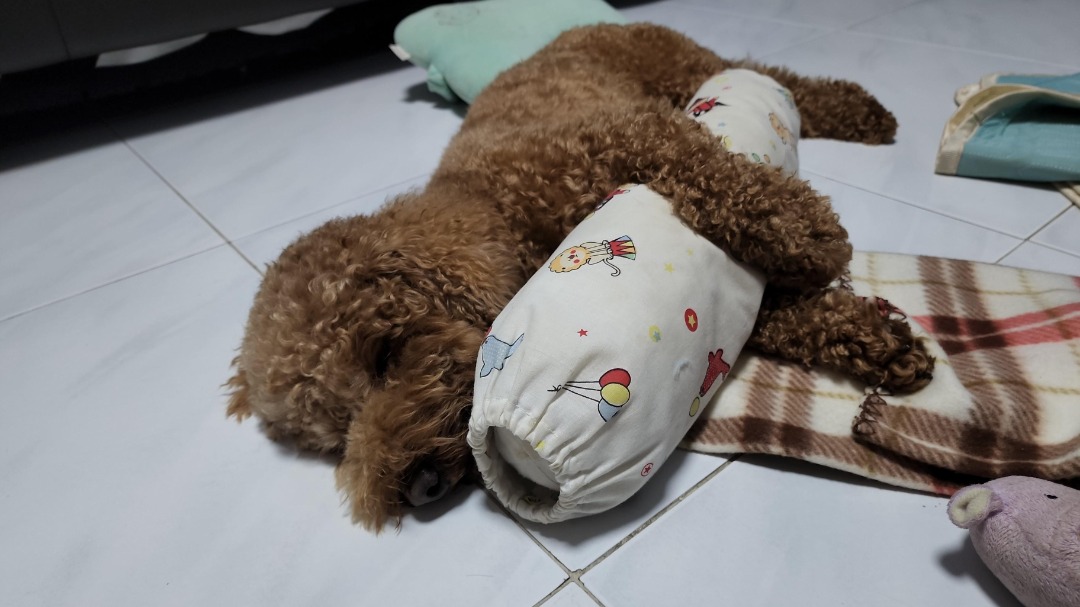 Paya Lebar Pet Sitters Prices & Reviews PetBacker