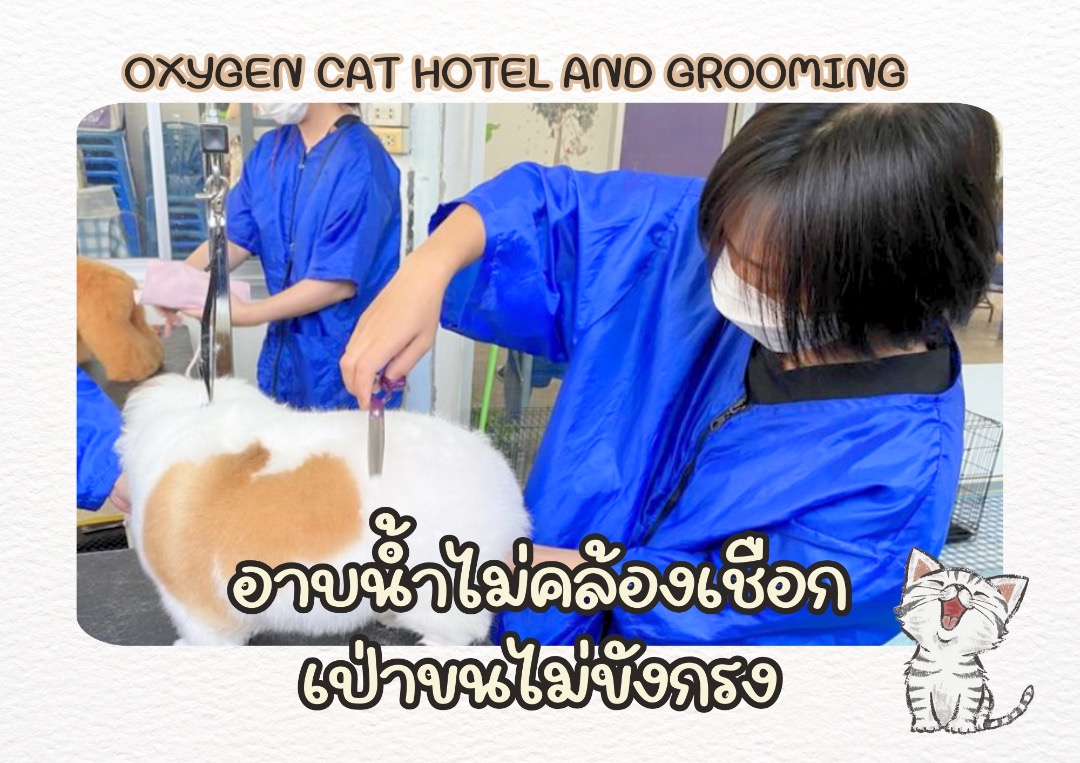 Pet Comb Dog Brush Pet Hair Remover Cat Brush Self Cleaning Slicker Pet ... - Pet Grooming Prices For Kittens