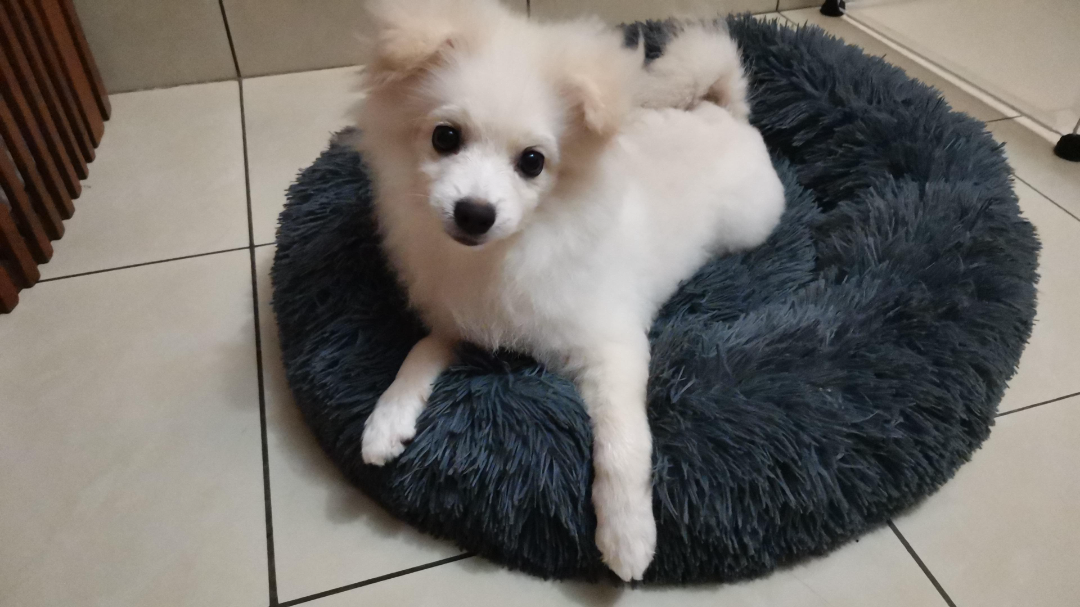 I've completed a Daycare booking at PetBacker! This cute 3 month old pomeranian is so energetic loves to play.. Peston was quiet when he arrived but he  adapted himself so well to the new environment & had a lot of fun here with the other furries  👏💞