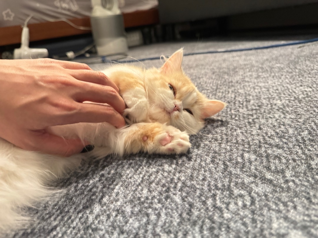 我在 PetBacker 完成了一次 到府寵物保姆 預訂！ 咖咖很療癒，是一個愛撒嬌的貓咪