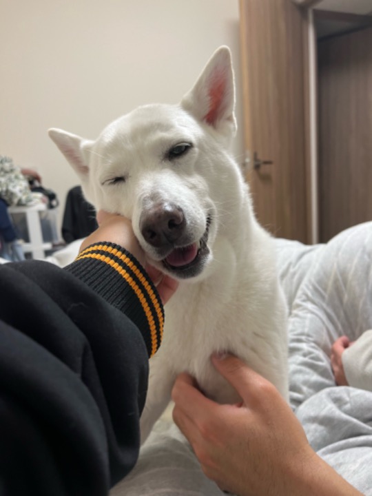 The 10 Best Pet Sitters Services Near Me (with Prices & Reviews)