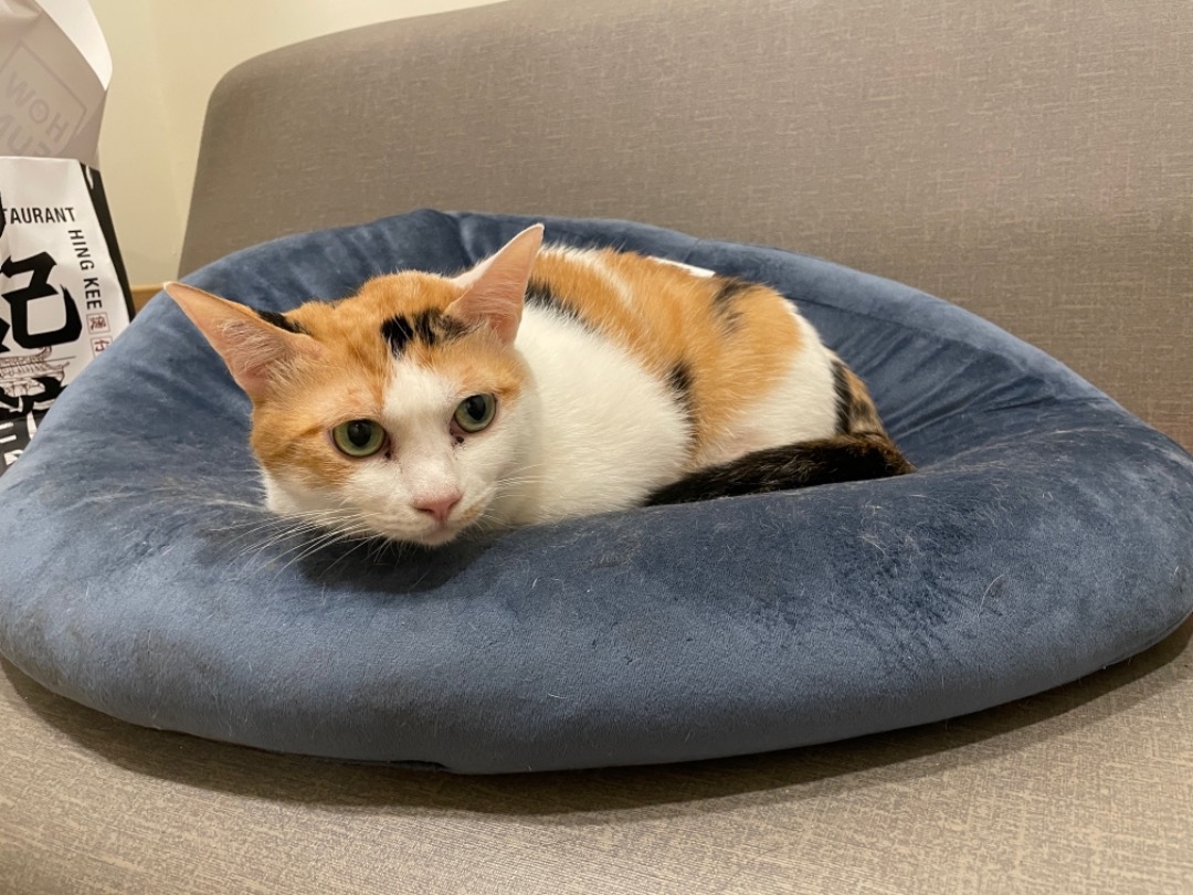 我在 PetBacker 完成了 到府寵物保姆 服務！ Cookie很乖
第一天不熟悉比較緊張
第二天就放鬆多了呢ฅ•ω•ฅ
謝謝妳唷！( ˘͈ ᵕ ˘͈♡)˚๐