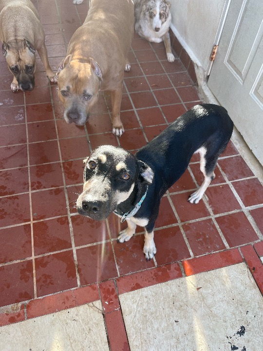 ¡He completado una reserva de Cuidado de Mascotas en PetBacker! Una perrita muy dulce