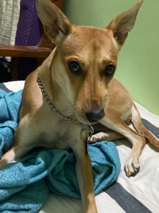 I've completed a Pet Care booking at PetBacker! Lilly 
