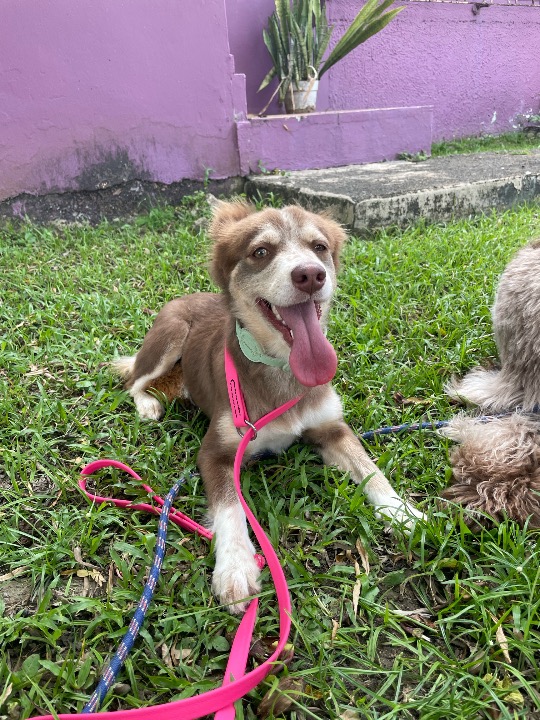 ¡He completado una reserva de Cuidado de Mascotas en PetBacker! Una perrita muy energética pero sumamente cariñosa