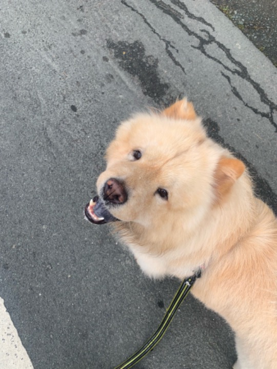 Pet Grooming in Quezon City with Best Prices on PetBacker