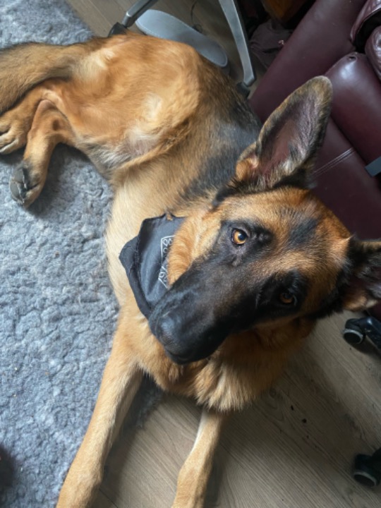 I've completed a Sitting booking at PetBacker! Whiskey was a wonderful guest, I love spending time with her 