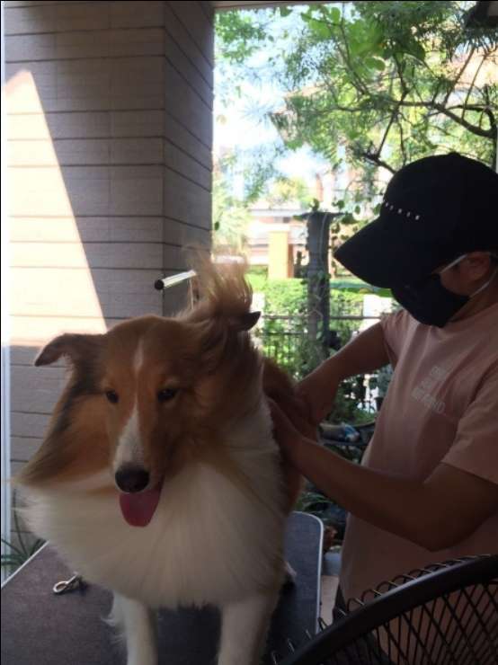 Top Pet Grooming in Mount Prospect with Best Prices on PetBacker