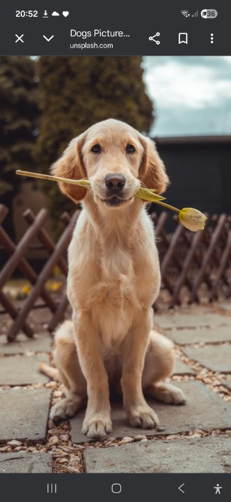 I've completed a Sitting booking at PetBacker! It was lovely getting out for a lovely walkies with Daisy & Buddy this afternoon! 🐶🐶Alot of catching up as they were so on the go with lots of energy and a bee 🐝 in their bonnets! Much fun though, thank you so much!🙏💓