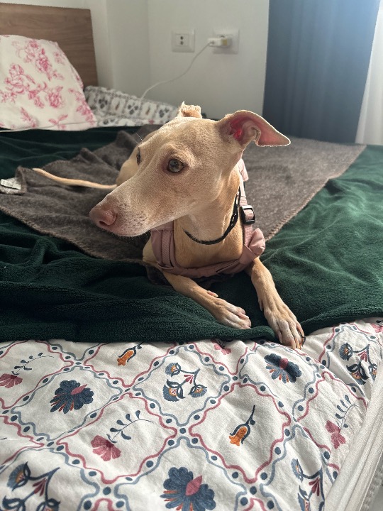 I've completed a Pet Care booking at PetBacker! 🤩🤩🤩