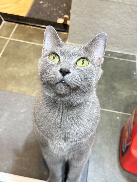 俄羅斯藍貓 added as a pet