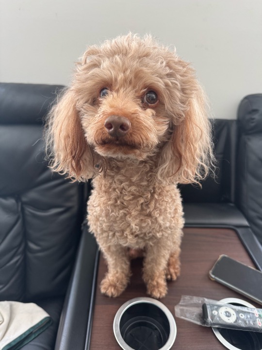 I've completed a Pet Care booking at PetBacker! Hero is such an adorable dog! We’d be so happy to have him back anytime. 🐶💛