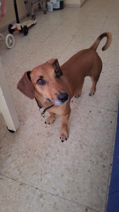 ¡He completado una reserva de Cuidado de Mascotas en PetBacker! Un perrito adorable ,se porto muy bien 