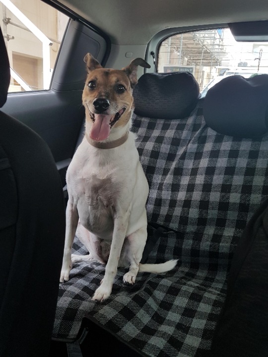 I've completed a Taxi booking at PetBacker! What a pretty lady dog she was valentina. She was very curious of the smell on my backseat. She was popping her head out of the window. Coming between the seats of my car to say hello. Very friendly. 