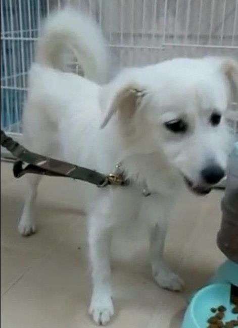 Pet Hotel Home Pet Boarding In Malaz Malaz Oreo Pet Service Petbacker Riyadh Province