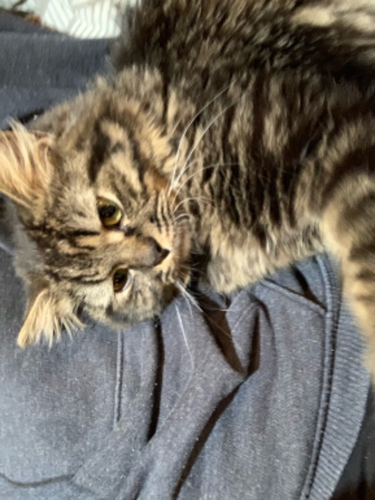 Rhode Island Best Pet Boarding, Grooming and Pet Sitters Near Me PetBacker Saudi Arabia