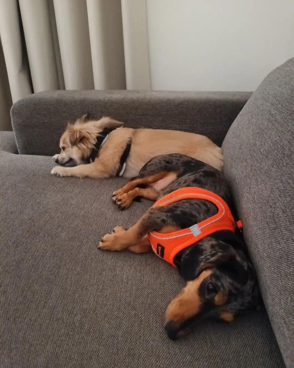 Top Dubai Dog Boarding & Dog Hotel Prices & Reviews PetBacker