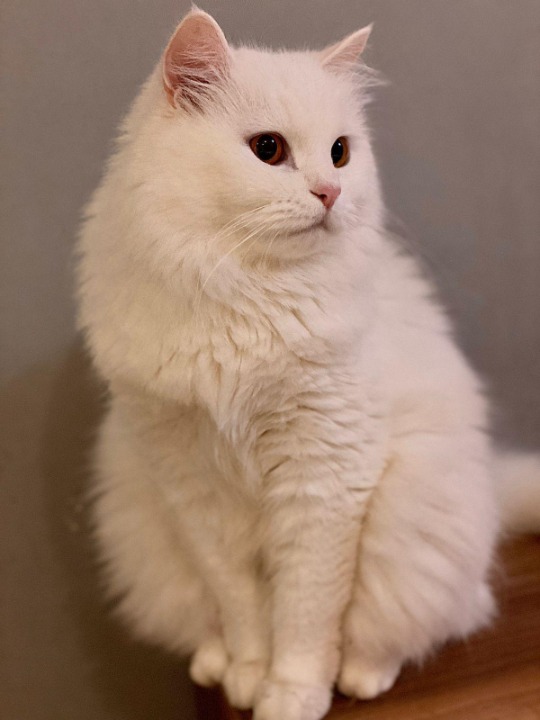 Dubai Best Pet Boarding, Grooming and Pet Sitters Near Me PetBacker United Arab Emirates