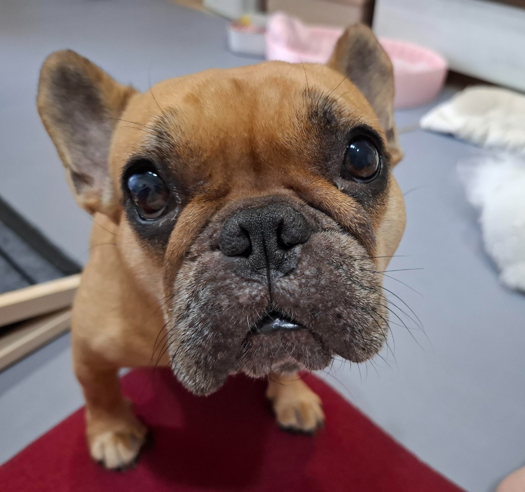 我在 PetBacker 完成了一次 寵物照顧 預訂！ 超可愛又超愛撒嬌的巴豆小寶貝，阿姨會想你的！ 