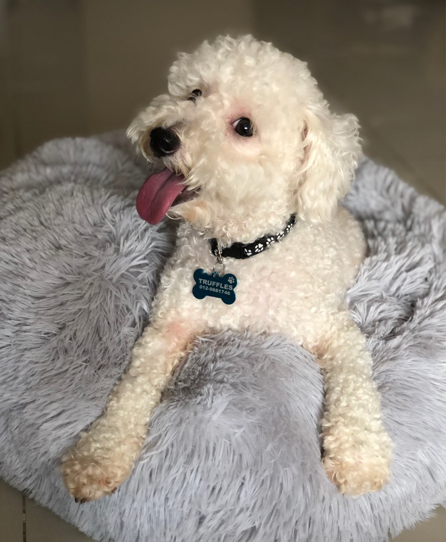 Puchong, Malaysia Best Pet Hotel Home Boarding Taman Puchong Prima