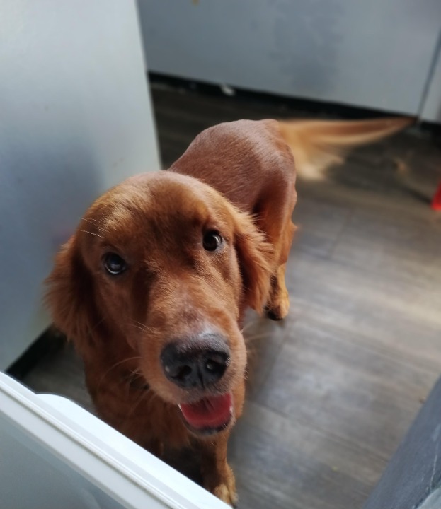 I've completed a Pet Care booking at PetBacker!  Thank you, Sir Ronaldo, for trusting me with your well-behaved Bono. It was a pleasure taking care of him. He was obedient and friendly with my dogs and cats. I look forward to seeing you again! 🤗😇