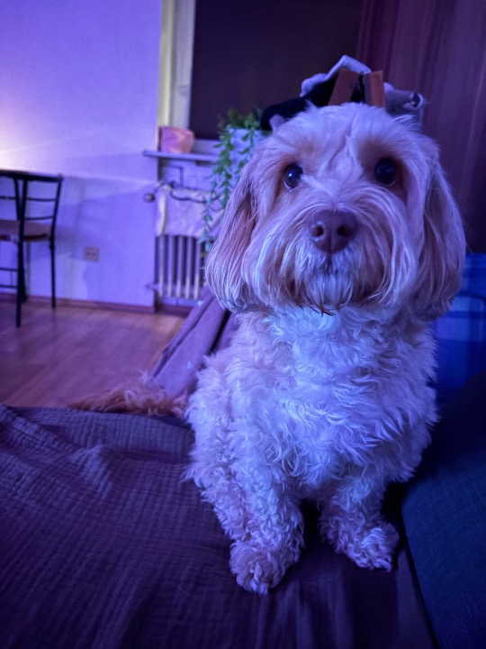 I've completed a Pet Care booking at PetBacker! Looking forward to seeing canela soon 🫶