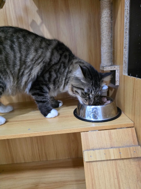 I've completed a Pet Care booking at PetBacker! Love Ponyo much! His second visit here, he's familiar with the place and we are thrilled to have him with us 