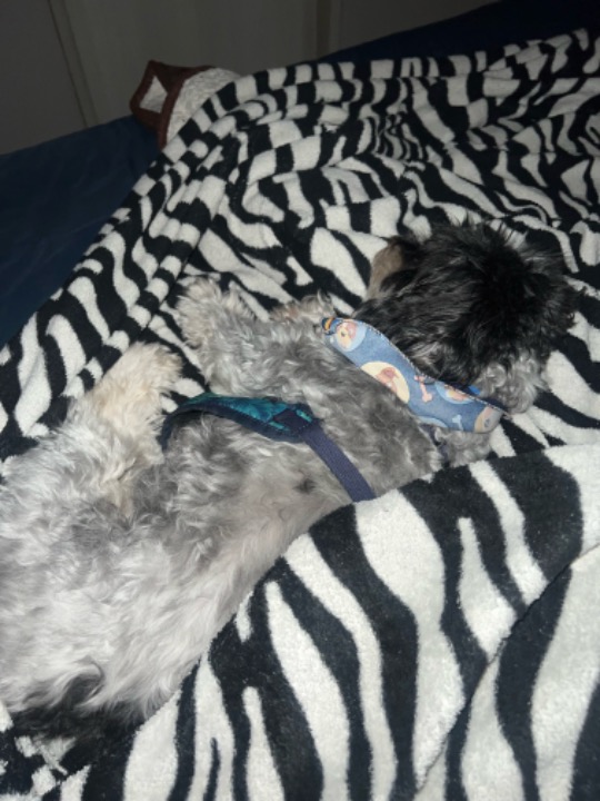 Pet Sitters in London with Best Prices on PetBacker