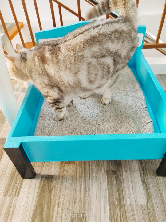 Top Cat Boarding in Carsadang Bago Ii with Best Prices on PetBacker