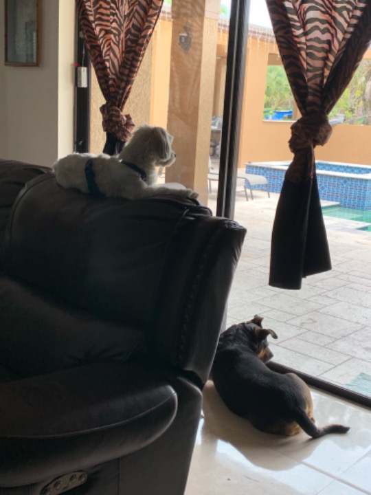 Pet Boarding in Naples with Best Prices on PetBacker