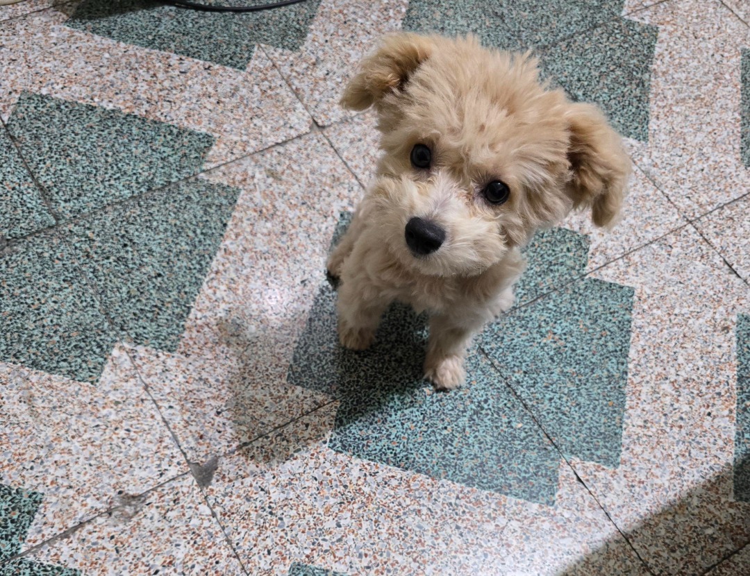 我在 PetBacker 完成了一次 寵物照顧 預訂！ 時常會調皮搗蛋，卻聰明又精力旺盛……