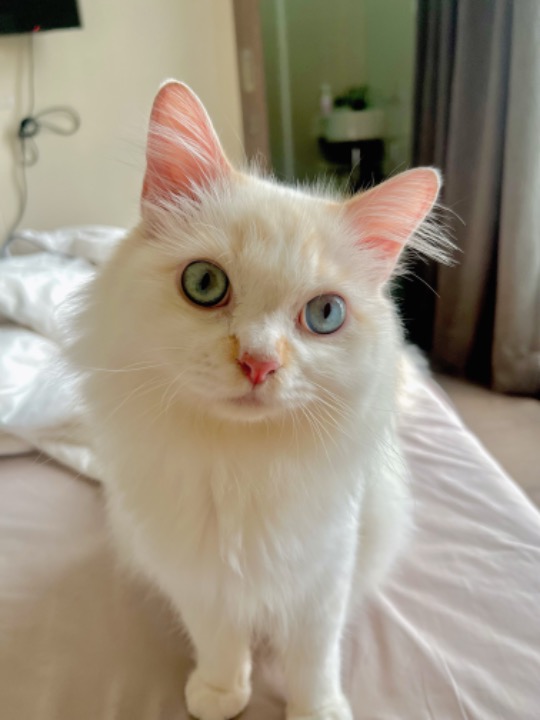 Top Cat Boarding in Bli Bli with Best Prices on PetBacker