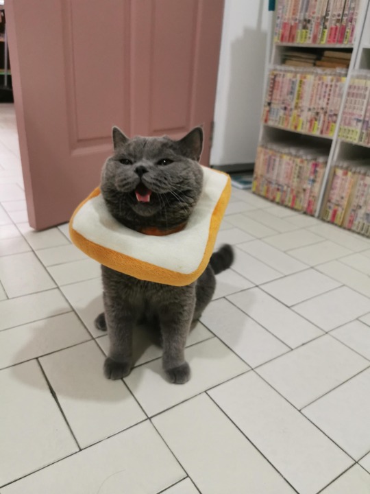 Dog Boarding in Johor Bahru with Best Prices on PetBacker