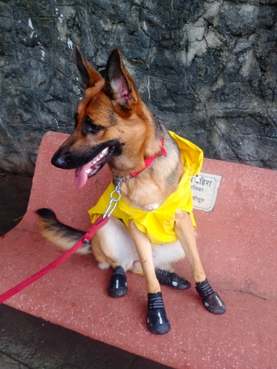 Dog Boarding in Badlapur with Best Prices on PetBacker