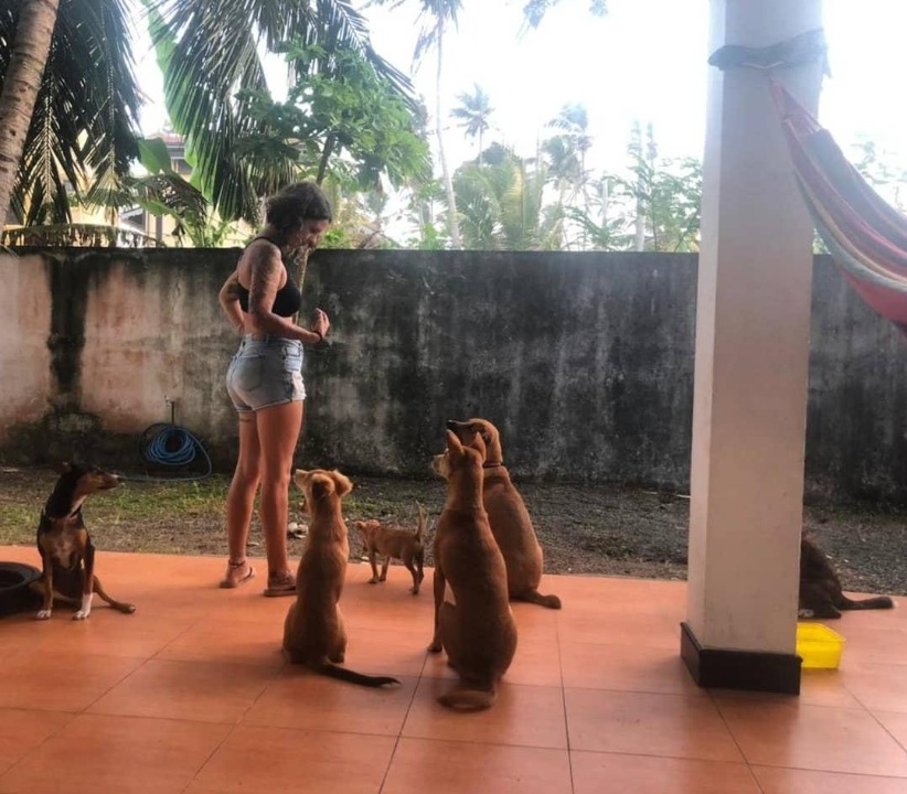 Birkenhead Best Pet Boarding, Grooming for Dogs, Cats with Pickup