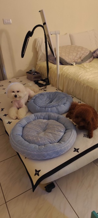 我在 PetBacker 完成了一次 寵物照顧 預訂！ 可愛乖寶寶拿鐵要回台南家了
這幾天相處愉快
雖然捨不得 ~~~
再説都快哭了啦。