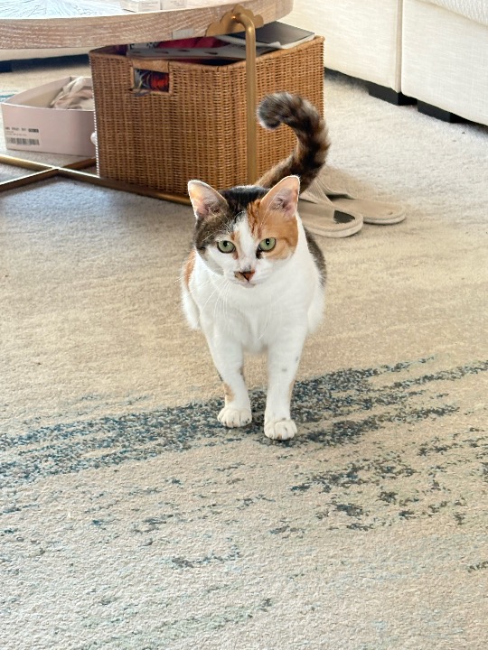 I've completed a Sitting booking at PetBacker! Sushi is now familiar with my arrival during this period. She won’t hide away now. Sometimes even following me for food. But she still not accept me getting too close to her. Hope next time she will get more close to me. 
