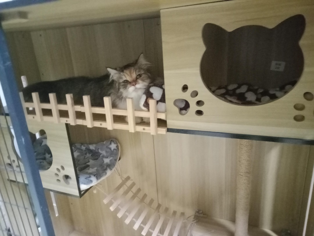 Top Cat Boarding & Cat Hotel in Cheras with Best Prices on PetBacker