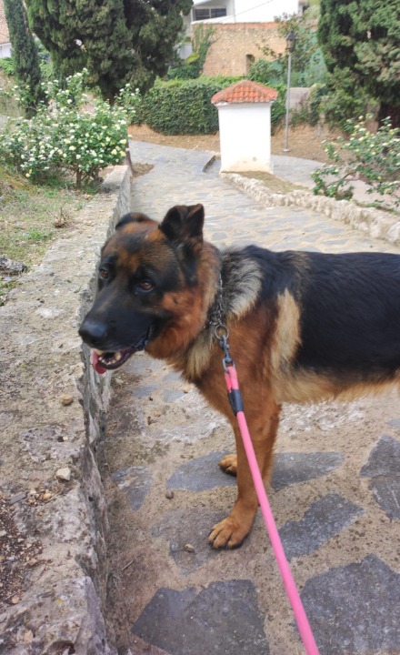 ¡He completado una reserva de Cuidado de Mascotas en PetBacker! David es muy buen propietario y Rocco un buen perrete