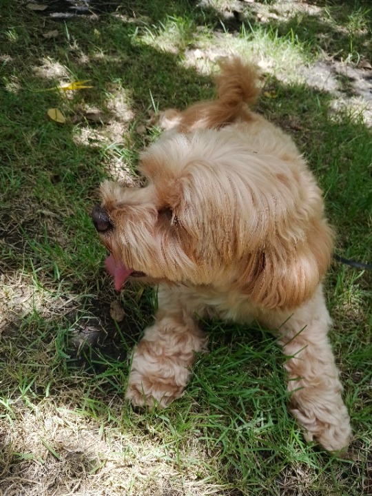 I've completed a Sitting booking at PetBacker! Super chill, very friendly and absolutely adorable to work with. What a precious little thing 😍 He even let me wash his paws without biting me haha 😄 