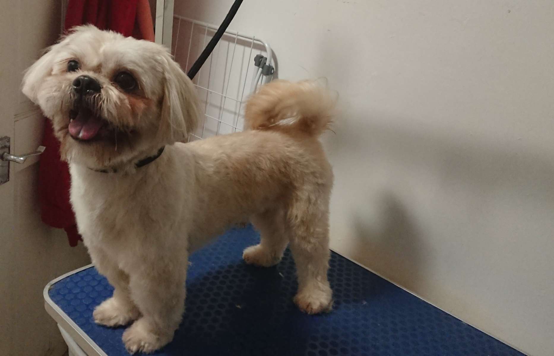 Pet Grooming in Merseyside L1 with Best Prices on PetBacker