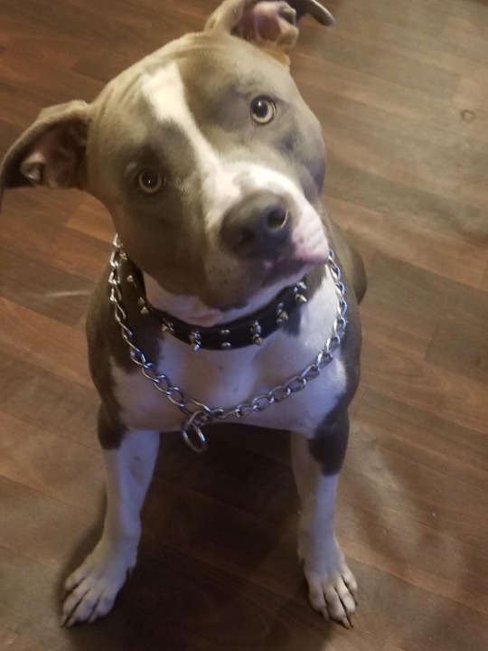 How Much Does It Cost To Board A Dog In Nyc