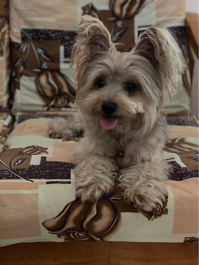 Pet Hotel Home Pet Boarding in Taman Pelangi, Johor Bahru Just Like