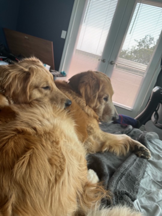 Harker Heights Best Pet Boarding, Grooming for Dogs, Cats with Pickup