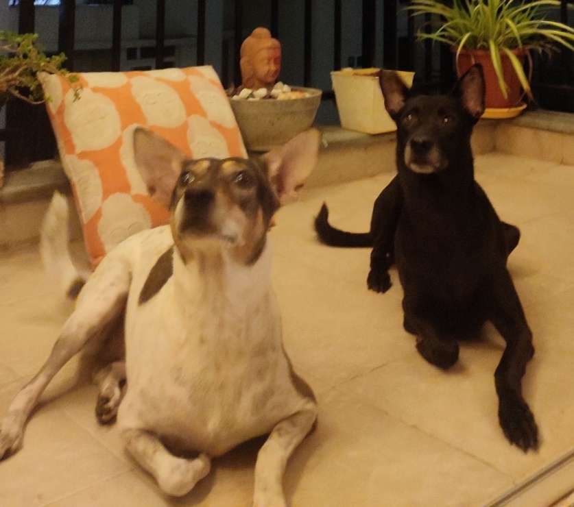 Top Pet Boarding in Chennai with Best Prices on PetBacker