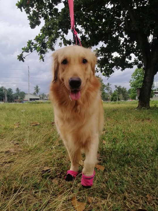 Davao City Best Pet Boarding, Grooming for Dogs, Cats with Pickup