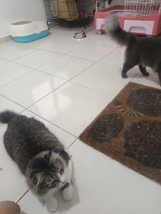 I've completed a Pet Care booking at PetBacker! Both Nico&Zoey are good cats🥰