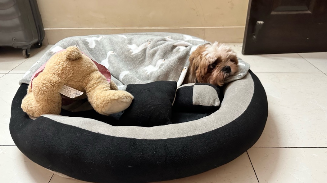 Pet Hotel Home Pet Boarding in Bangalore whitefield, Bengaluru